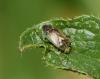 Lygus sp.